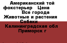 Американский той фокстерьер › Цена ­ 25 000 - Все города Животные и растения » Собаки   . Калининградская обл.,Приморск г.